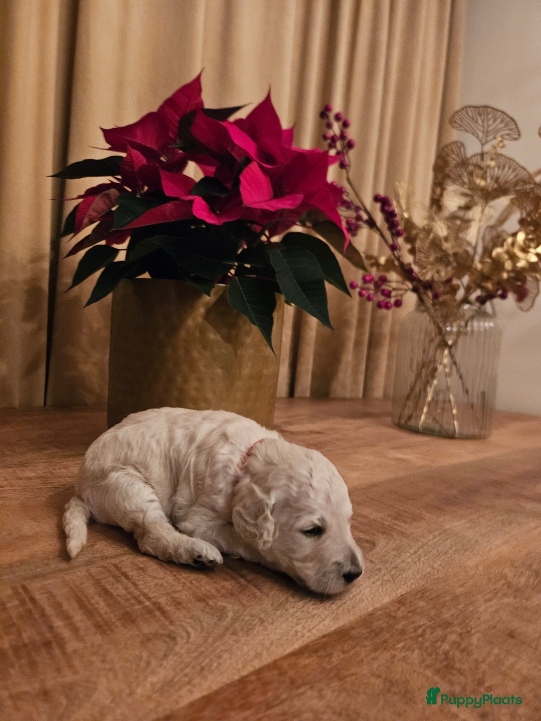 Poedel honden te koop: Konings poedel pups met FCI stamboom - Advertentie 4