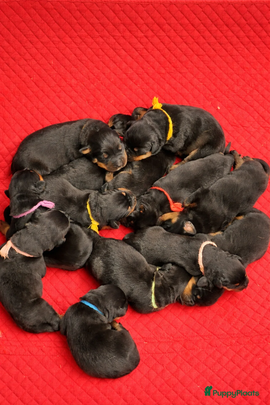 Rottweiler honden te koop: Forse rottweilerpuppies  in Voorhout - Advertentie 2