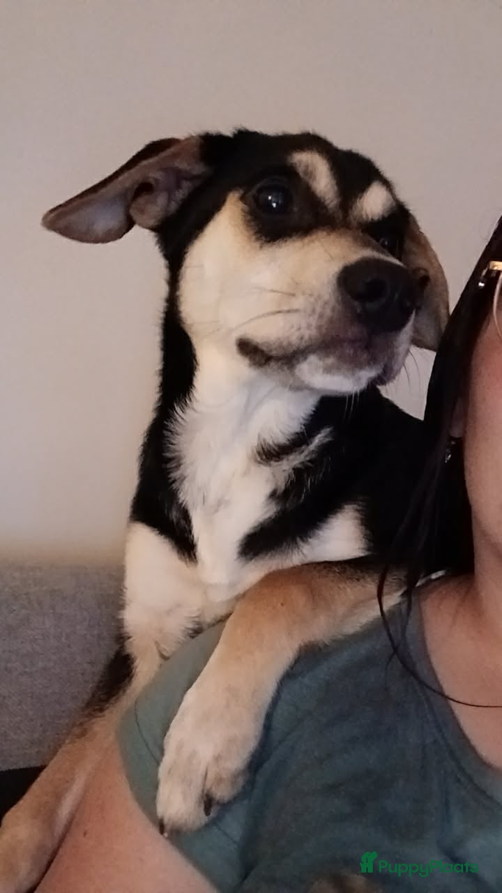 Kruising honden Kruising - Advertentie 1