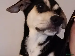 Kruising honden Kruising - Advertentie 1