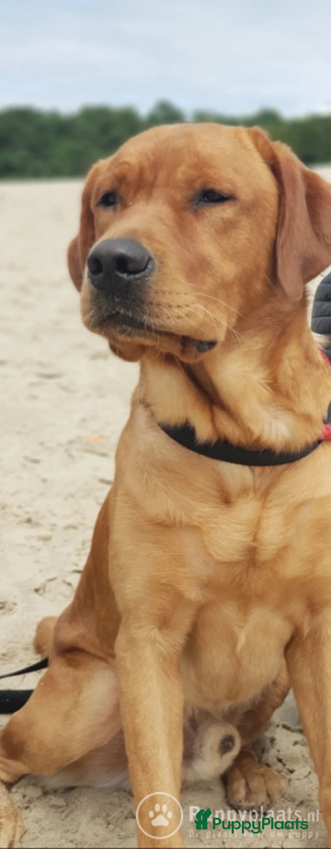 Labrador Retriever honden ter dekking: Labrador dekreu Fox red met stamboom in Apeldoorn - Advertentie 5