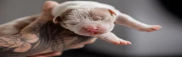 Amerikaanse Bully honden te koop: Prachtig nest American Bully pups - Advertentie 8