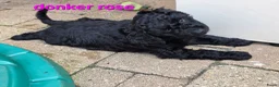 Kruising honden te koop: Super lieve goldendoodle X A labradoodle pups - Advertentie 9