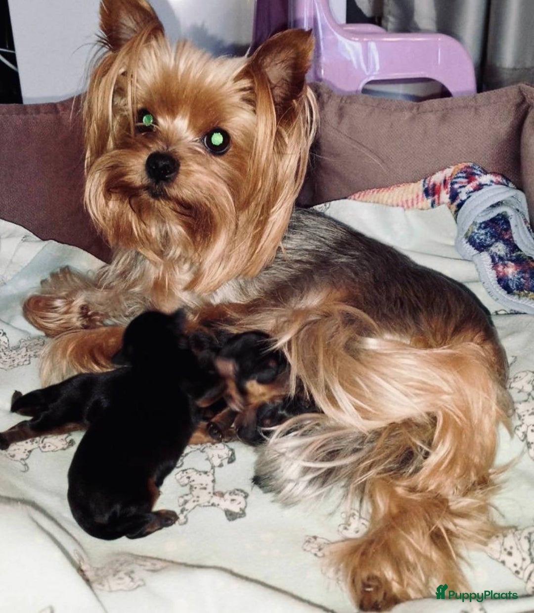 Yorkshire Terriër honden te koop: Yorkshire Terrier pups - Advertentie 1