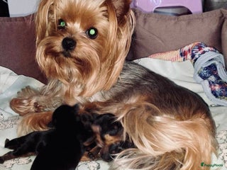 Yorkshire Terriër honden Yorkshire Terrier pups - Advertentie 1