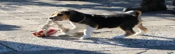 Beagle honden te koop: Beagle pups beschikbaar  - Advertentie 10