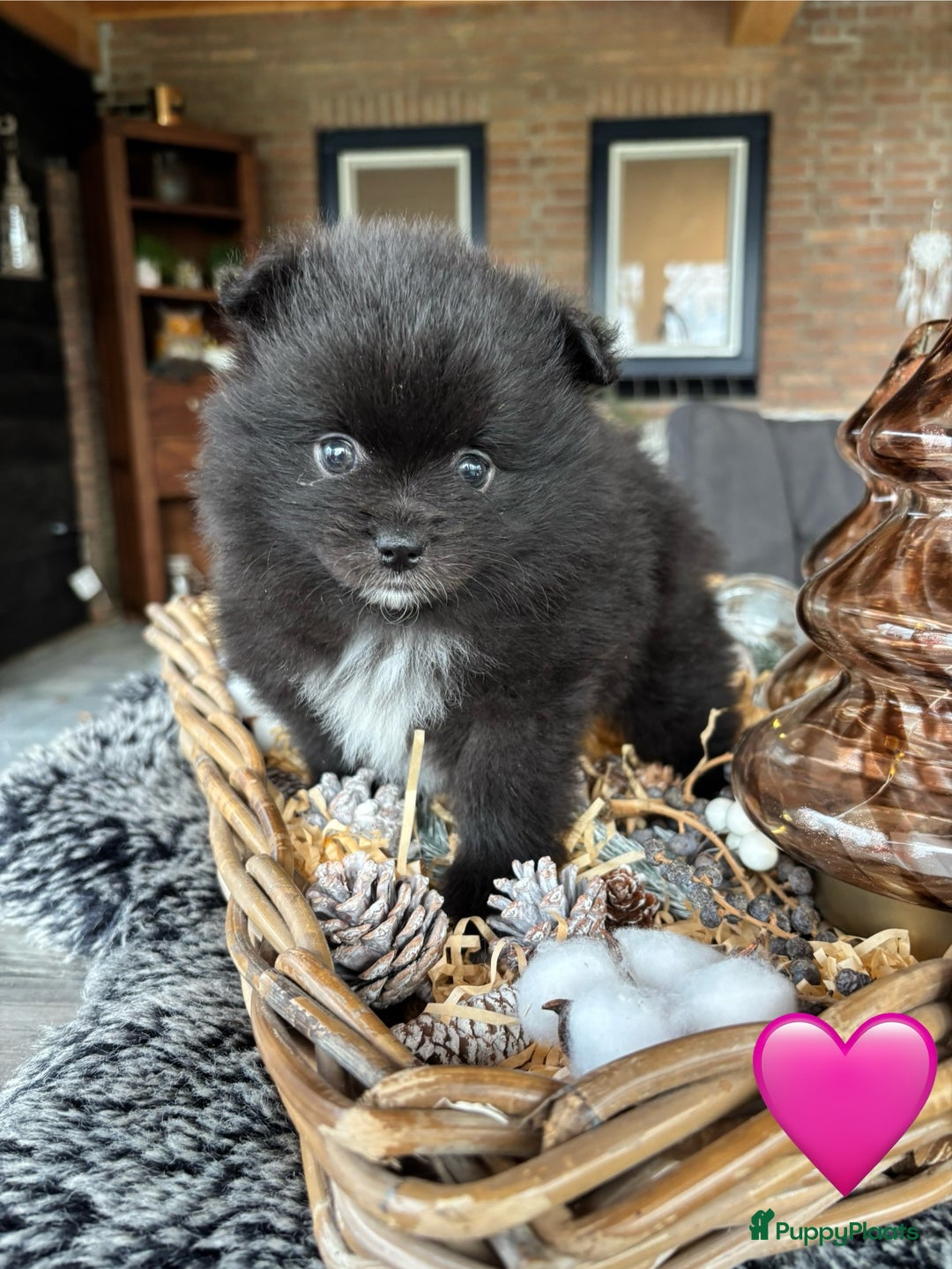 Pomeriaan honden te koop: Pomeriaan pups - Advertentie 5