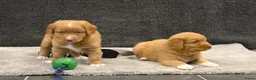 Nova Scotia Duck Tolling Retriever honden te koop: Nova Scotia Duck Tolling Retriever pups # Toller - Advertentie 8