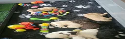 Labradoodle honden te koop: Nog 4 Mini Labradoodle pups beschikbaar.  - Advertentie 17