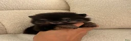 Pomeriaan honden te koop: Pomeranian pomeriaan pups  - Advertentie 14