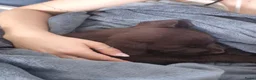 Labrador Retriever honden ter dekking: Bruine Labrador reu  in Oostburg - Advertentie 6