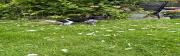 Friese Stabij honden te koop: Friese stabij puppy’s  in Uithuizermeeden - Advertentie 3