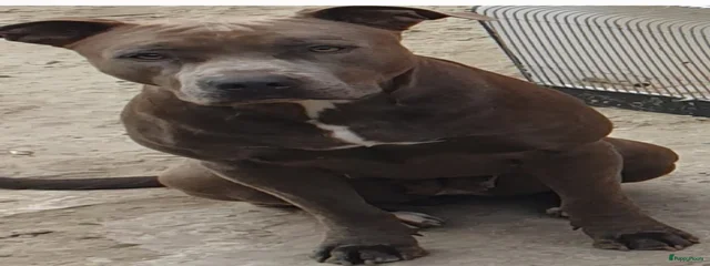 Puppsy