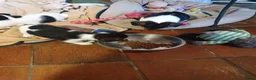 Jack Russel Terriër honden te koop: Nog 3"bandietjes" zoeken gezellig huis. Laagbenig  - Advertentie 20