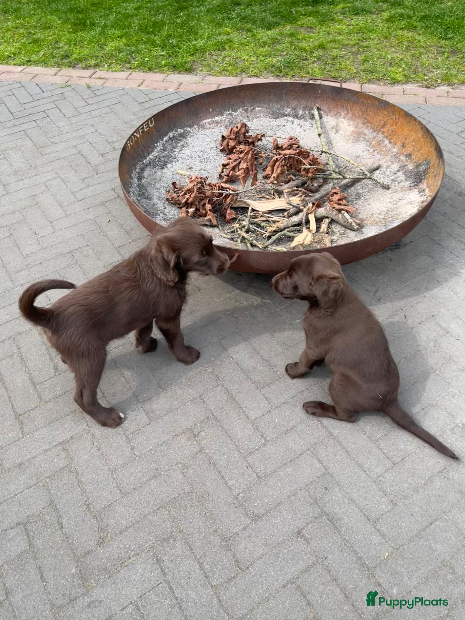 Labradoodle honden Te koop: 2 unieke Labradoodle pups - Advertentie 1