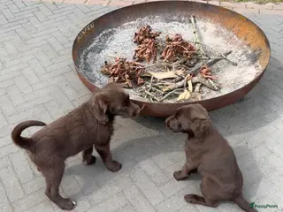 Labradoodle honden Te koop: 2 unieke Labradoodle pups - Advertentie 1