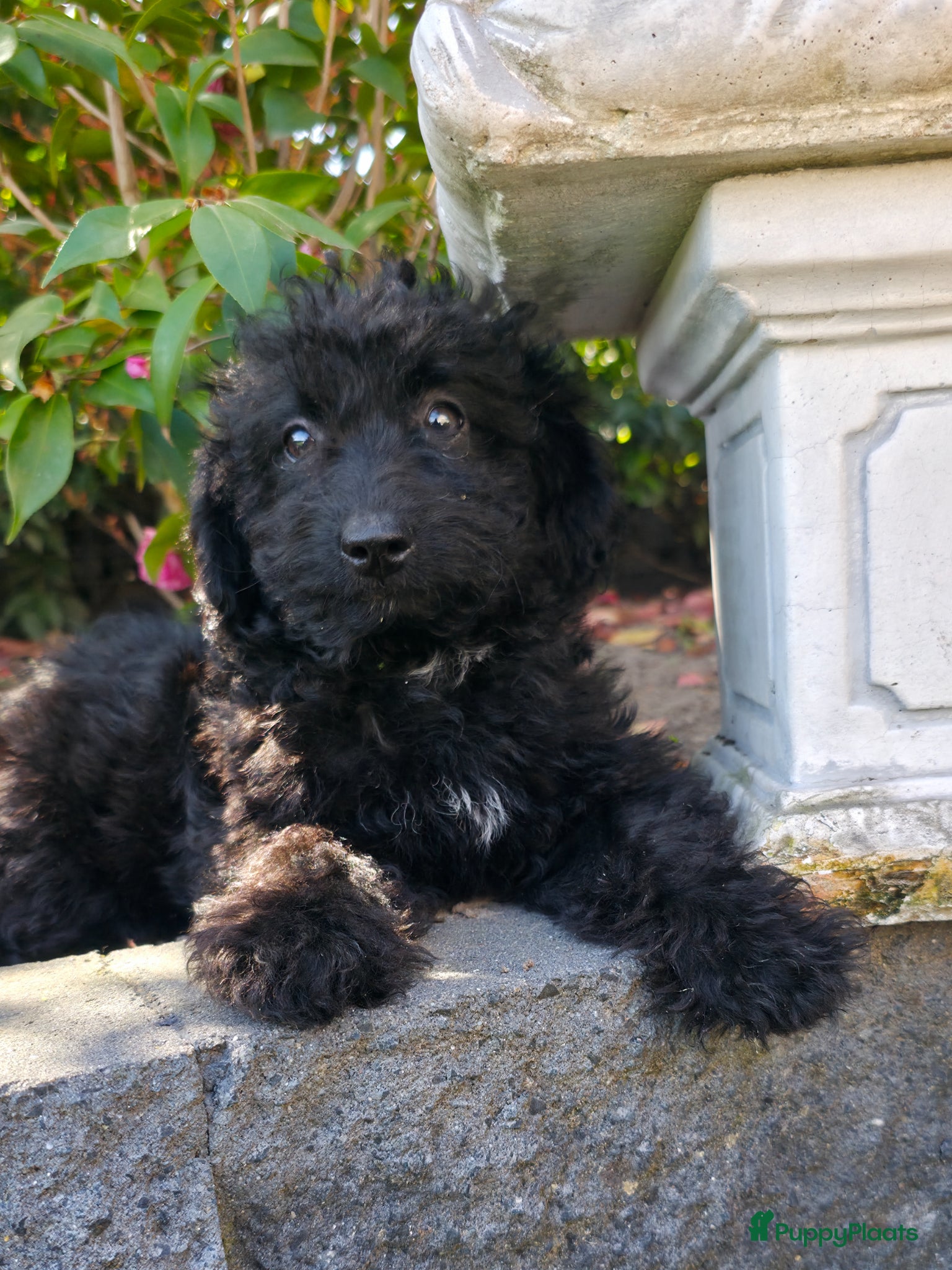 Goldendoodle honden Gezonde mini doodle x toypoedel pups hypoallergeen - Advertentie 2