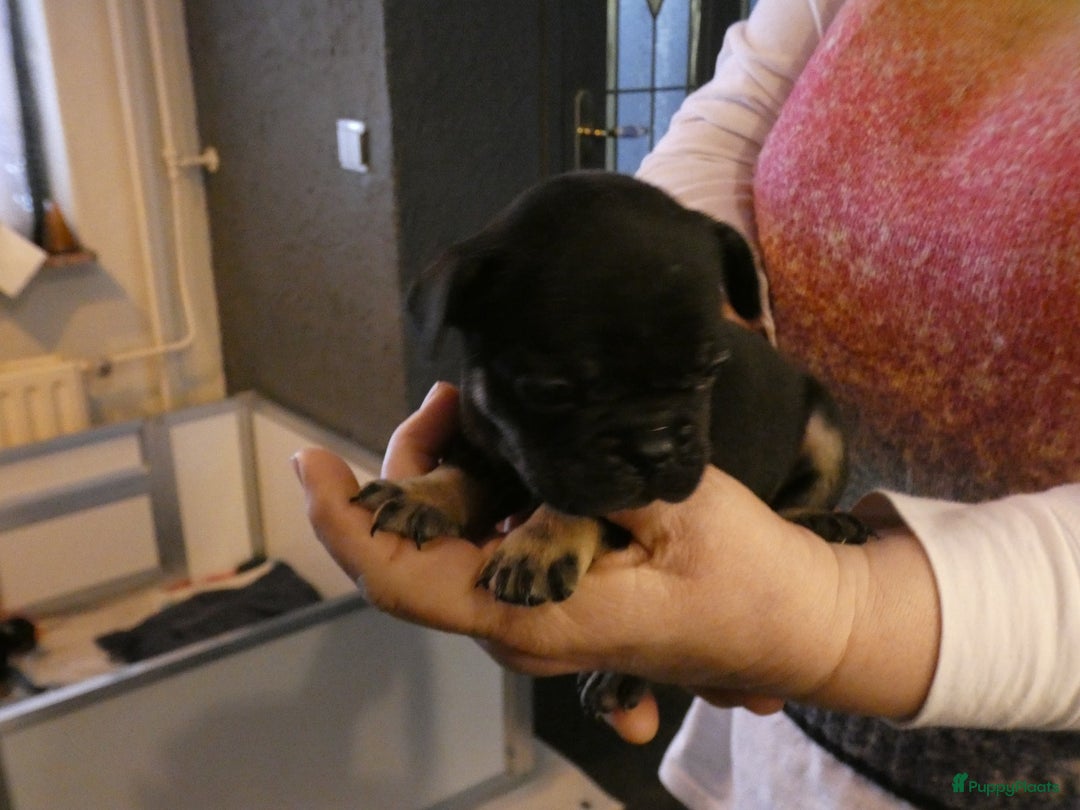 Franse Bulldog honden te koop: Fr bulldog puppy's uit geteste ouders - Advertentie 37