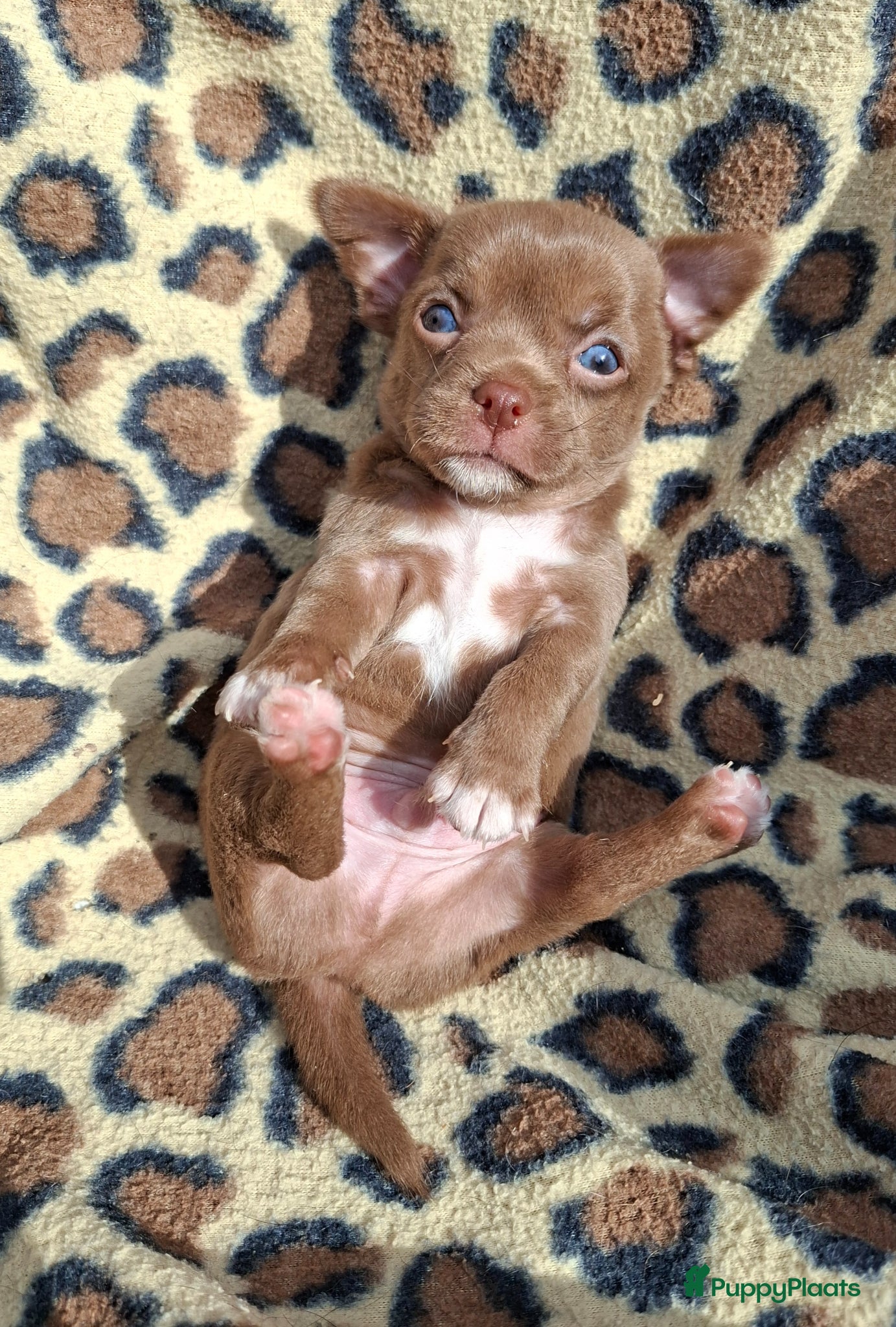 Chihuahua honden  Prachtige camel Chihuahua Reu - Advertentie 1