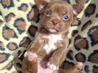 Chihuahua honden Prachtige camel Chihuahua Reu - Advertentie 1