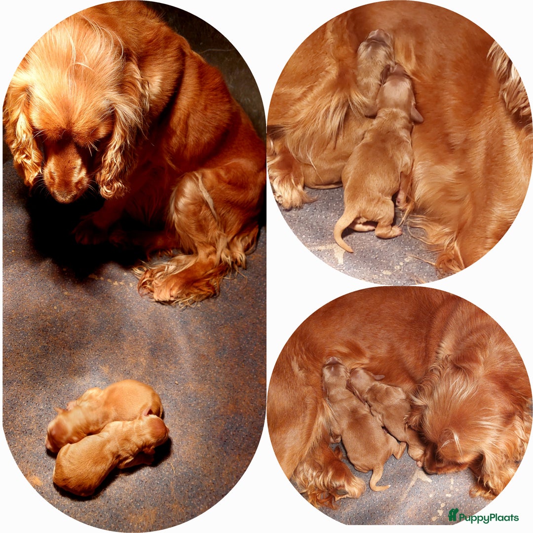 Cockapoo honden te koop: Cockapoo's F1 pups prachtige Reutjes. - Advertentie 2