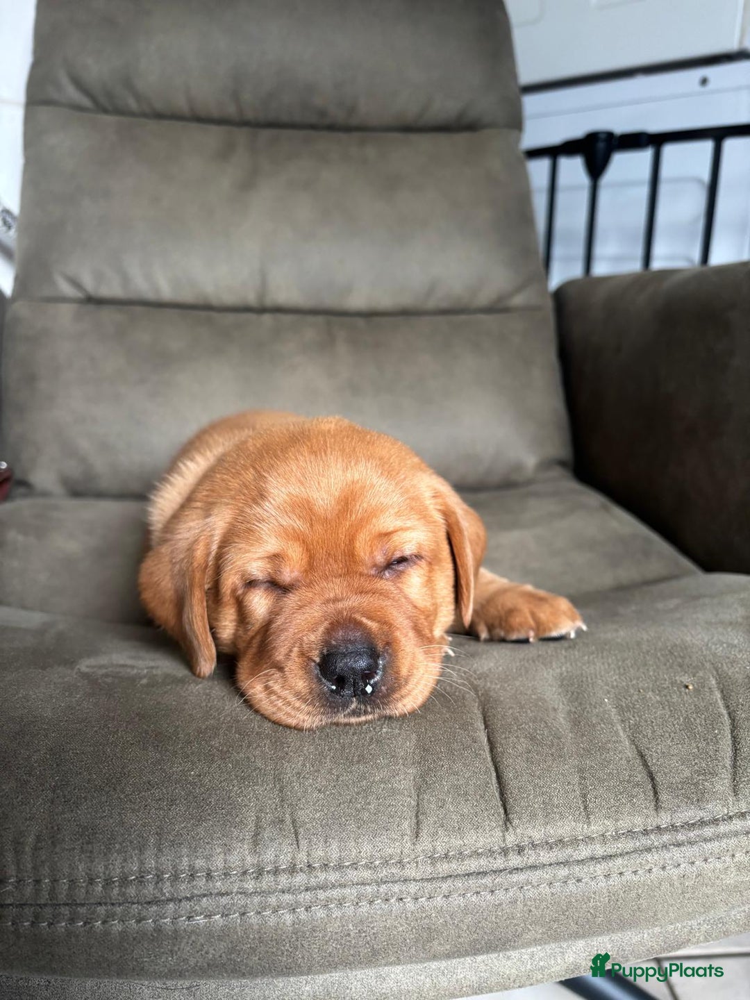 Labrador Retriever honden te koop: Mooie labrador pups - Advertentie 7