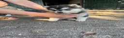 Pomsky honden te koop: Prachtige Pomsky pups - Advertentie 9