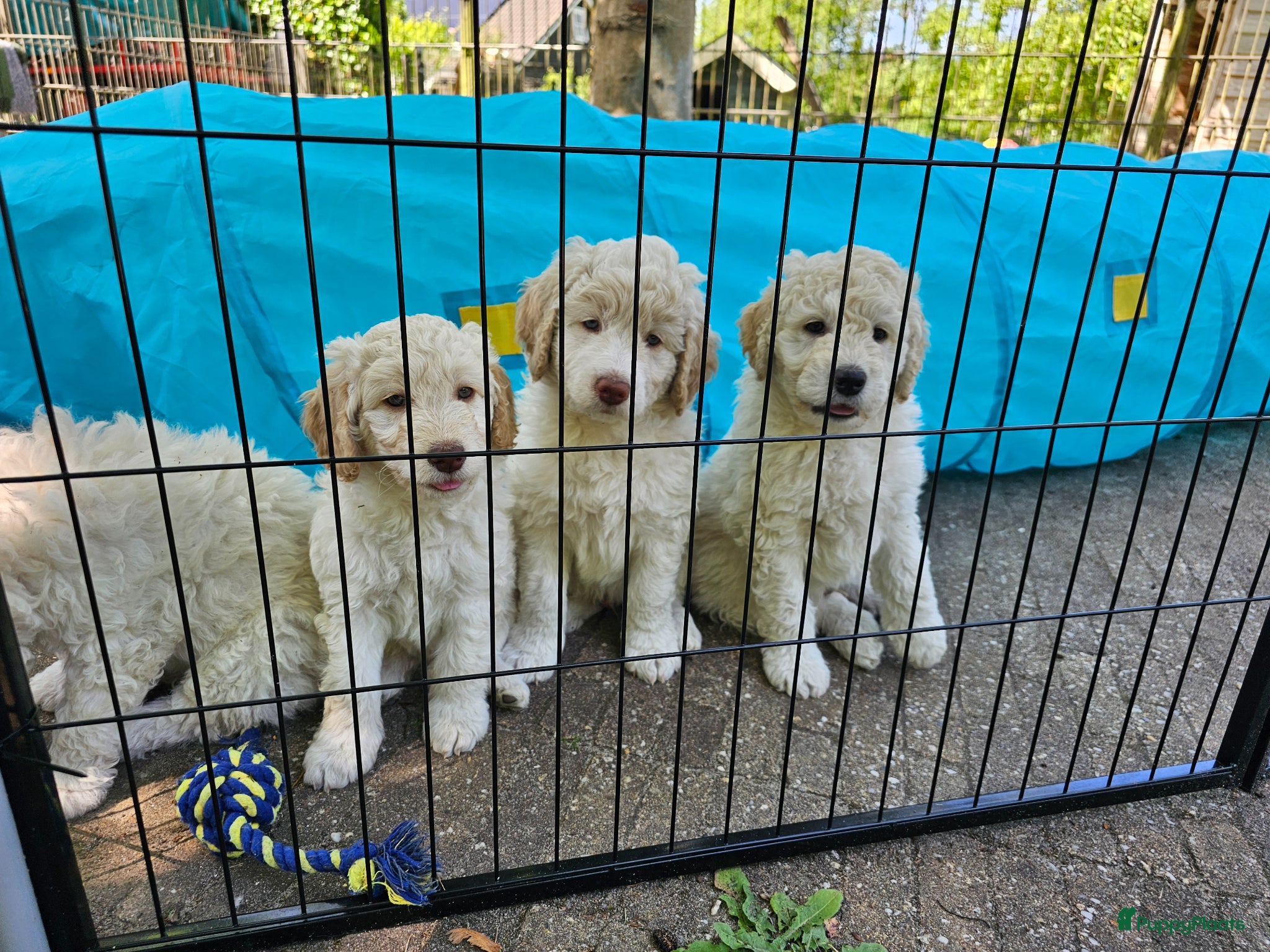 Kruising honden Nog 3 witte medium doodle pups ❤️🐾❤️ - Advertentie 2