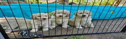 Kruising honden te koop: Wit medium doodle teefje!! - Advertentie 7
