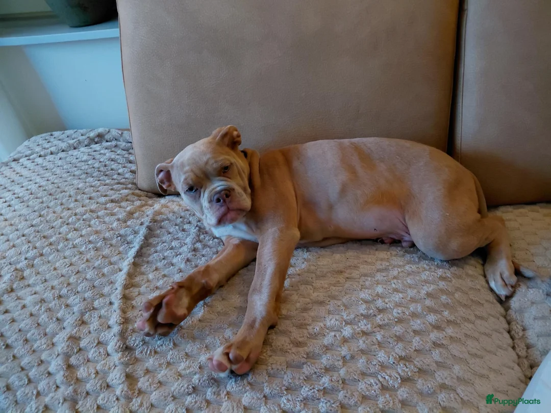 Old English Bulldog honden te koop: Te koop in Dalfsen - Advertentie 2