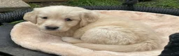 Goldador honden te koop: Golden retriever pups in Swifterbant - Advertentie 11