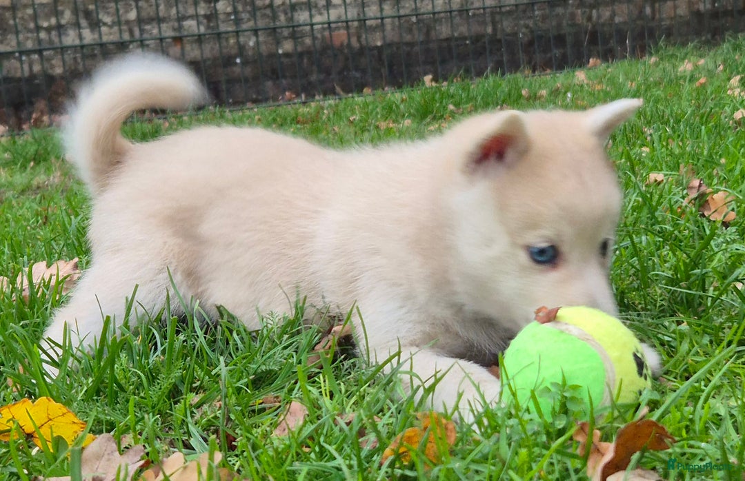 Kruising honden te koop: Pomsky x Shiba inu pups - Advertentie 7