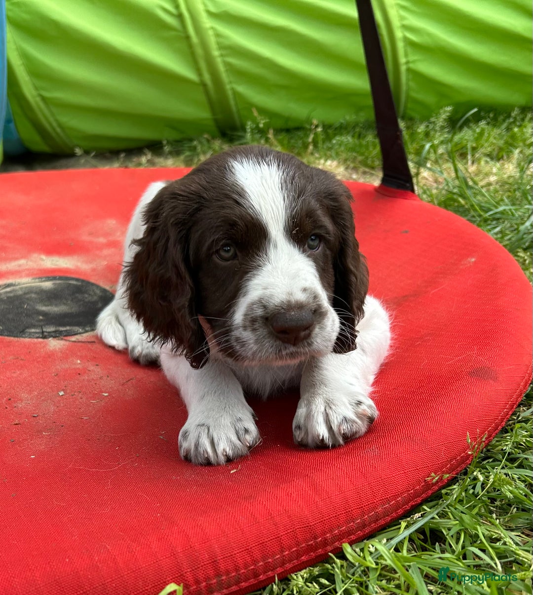 Drentsche Patrijshond honden te koop: Leuke Drentsche patrijshonden pups in Dwingeloo - Afbeelding 2