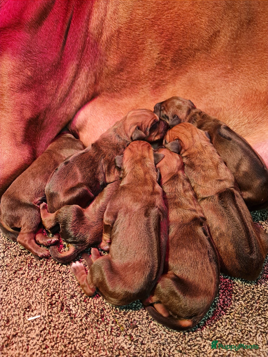 Rhodesian Ridgeback honden te koop: Rhodesian Ridgeback pups  - Advertentie 11
