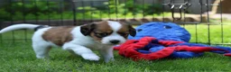 Kooikerhondje honden te koop: Raszuivere Kooikerpup reu. - Advertentie 18