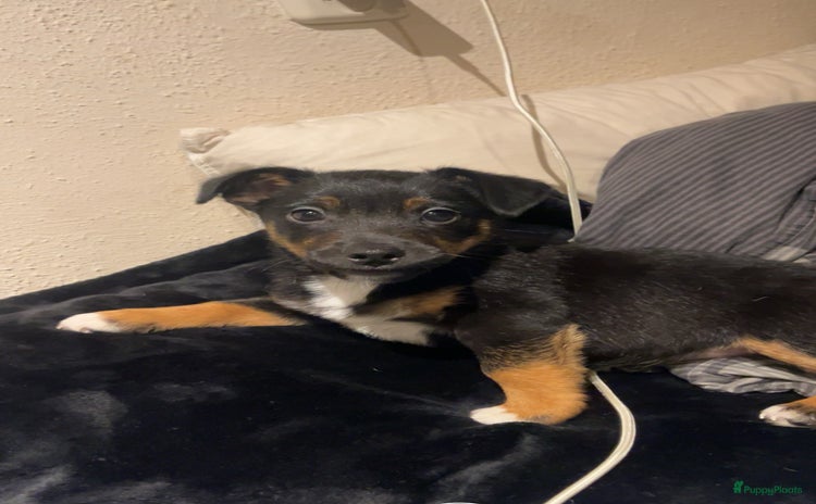 Jack Russel Terriër honden Geweldige sociale jack Russel pup  - Advertentie 2