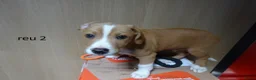 Kruising honden te koop: LIEVE PUPS - Advertentie 9