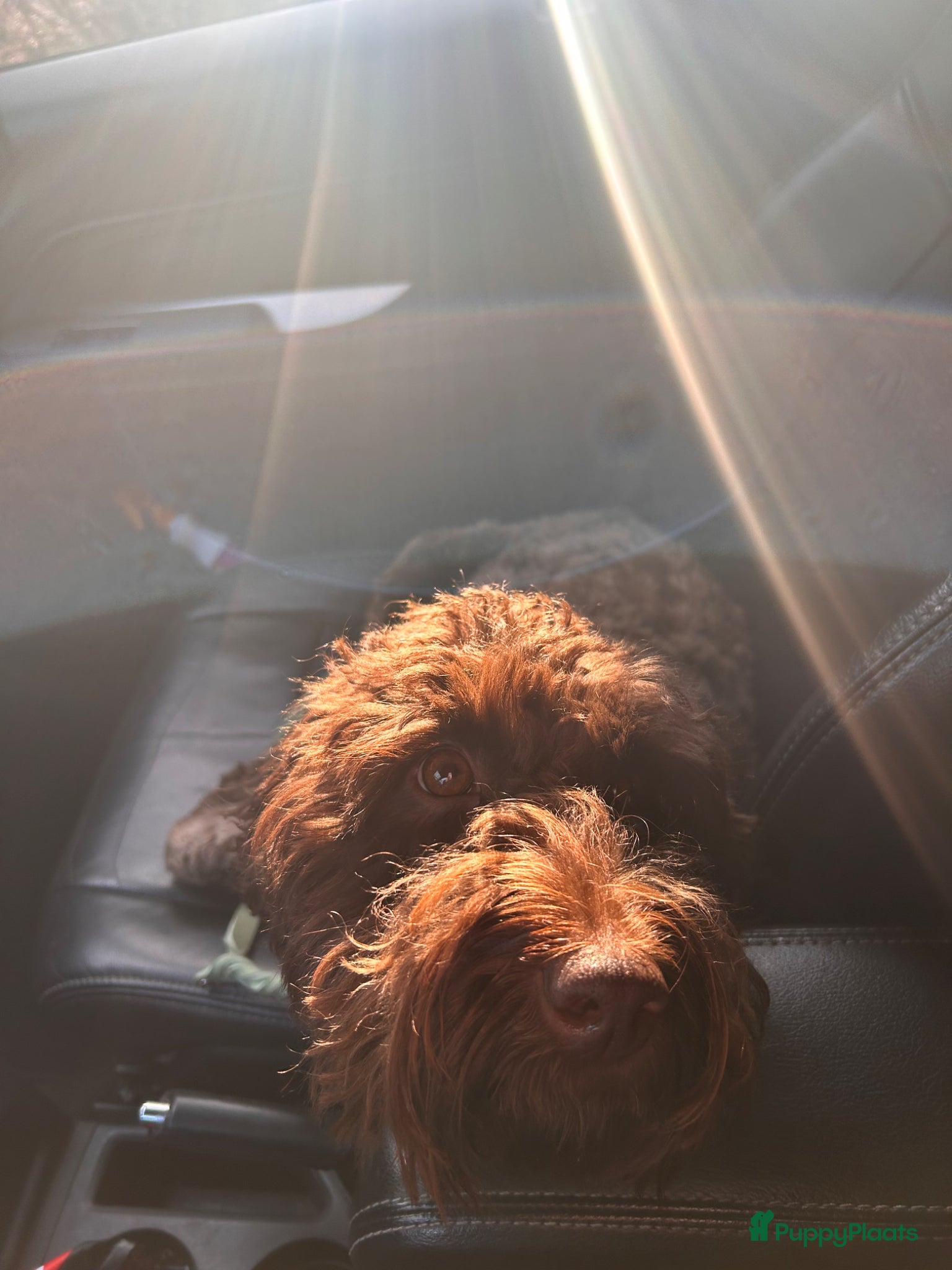 Australian Labradoodle honden Geweldig bruine medium Australian Labradoodle pups - Advertentie 2