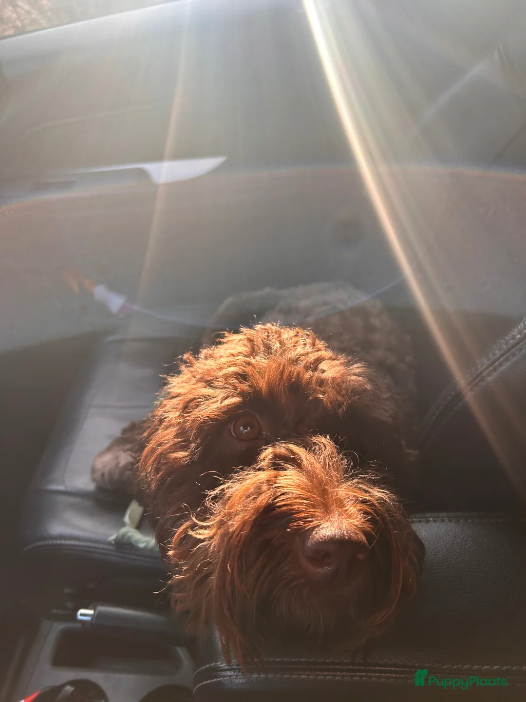 Australian Labradoodle honden te koop: Geweldig bruine medium Australian Labradoodle pups - Advertentie 2