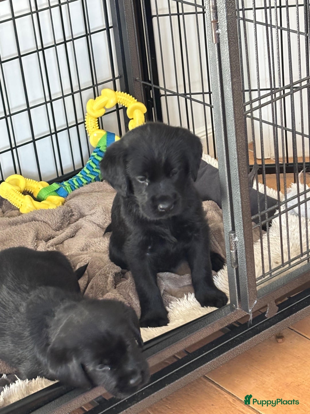 Kruising honden te koop: Puppy’s te koop – Labrador x Riesenschnauzer mix - Advertentie 10