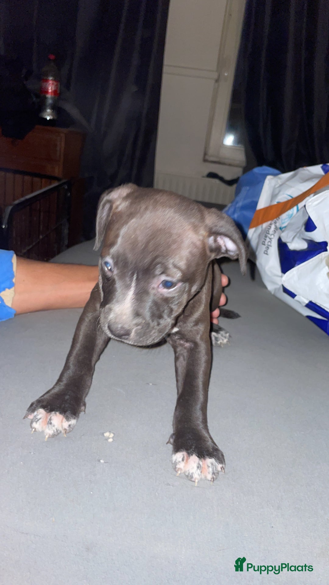 Pitbull Terriër honden te koop: Puppy for sell - Advertentie 5