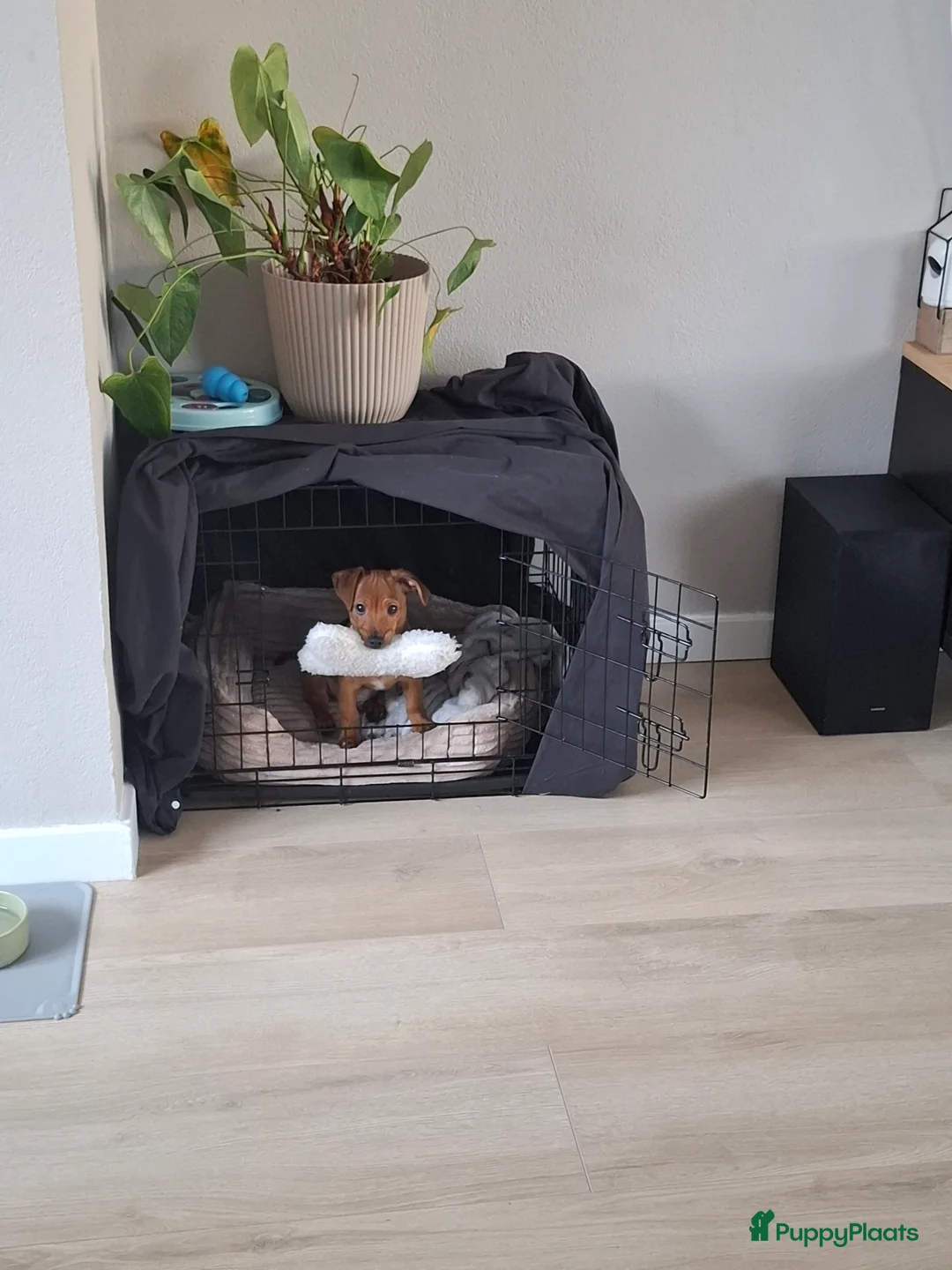 Kruising honden te koop: Lieve Jack Russell pup van 4 maand - Advertentie 6