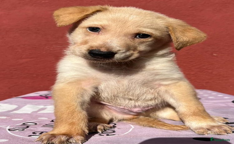 Kruising honden - Advertentie 4