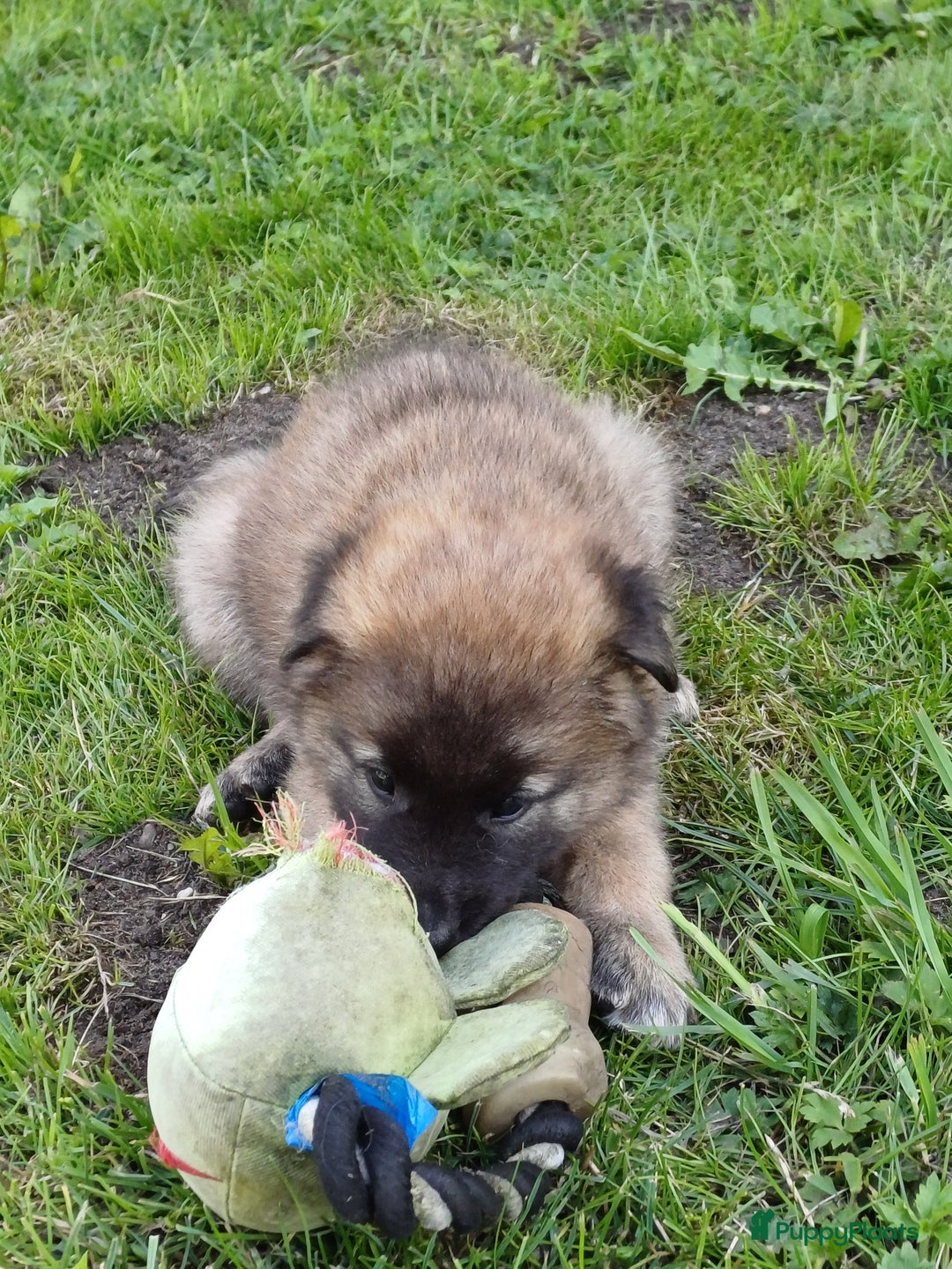 Tervuerense Herder honden te koop: Tervuerense herder pups - Afbeelding 18