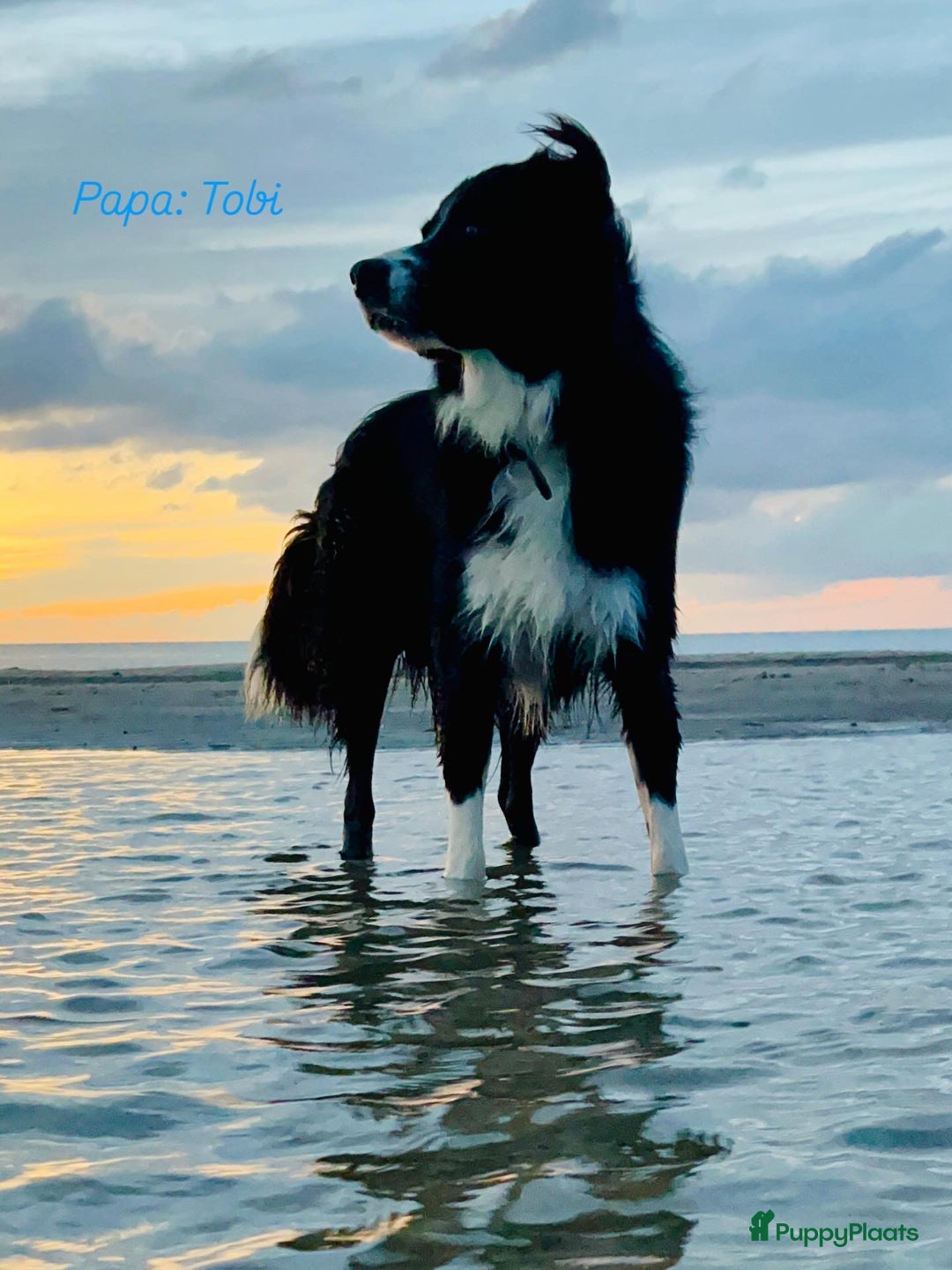 Kruising honden te koop: Lieve duitse herder x border collie pups - Advertentie 12