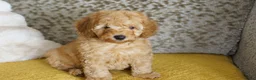 Maltipoo honden te koop: maltipoo pup beide ouders aanwezig en getest - Advertentie 11