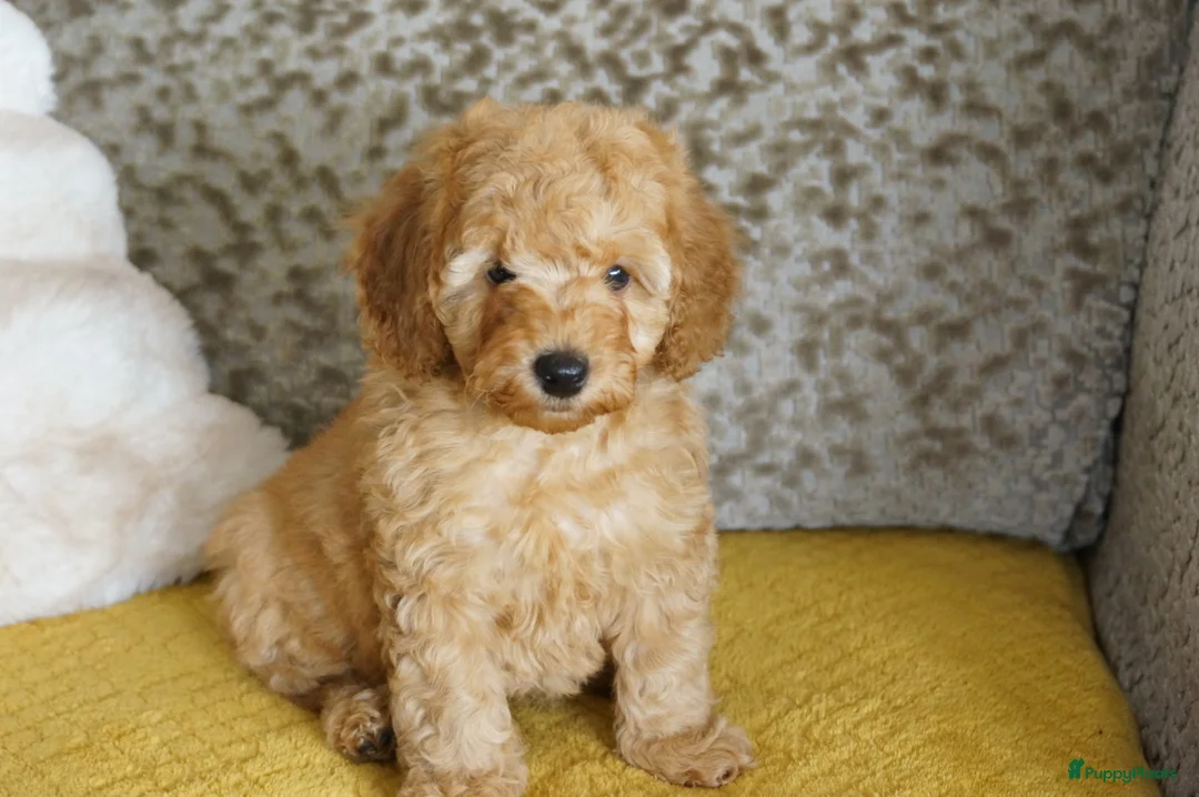 Maltipoo honden te koop: maltipoo pup beide ouders aanwezig en getest - Advertentie 11