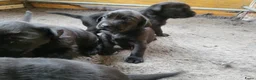 Labrador Retriever honden te koop: STAMBOOM ZWARTE FIELDTRIAL LABRADOR PUPS - Advertentie 5