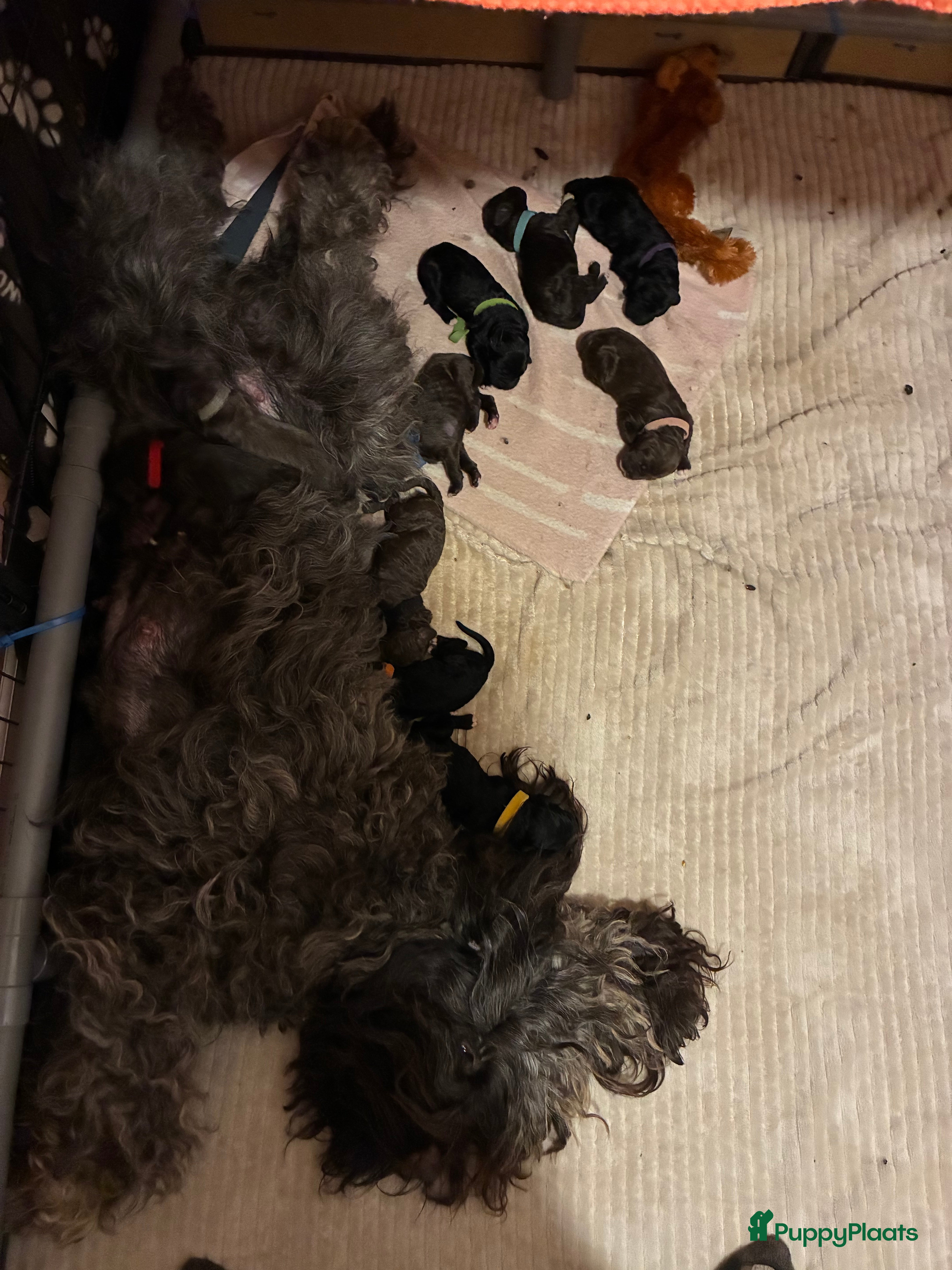 Barbet honden Barbet pups - Advertentie 1