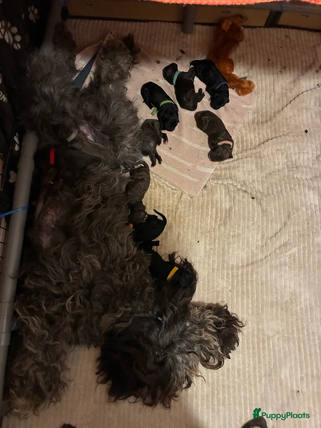 Barbet honden te koop: Barbet pups - Advertentie 1